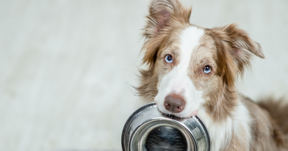 Pourquoi faut-il limiter l’apport de céréales pour votre chien ?